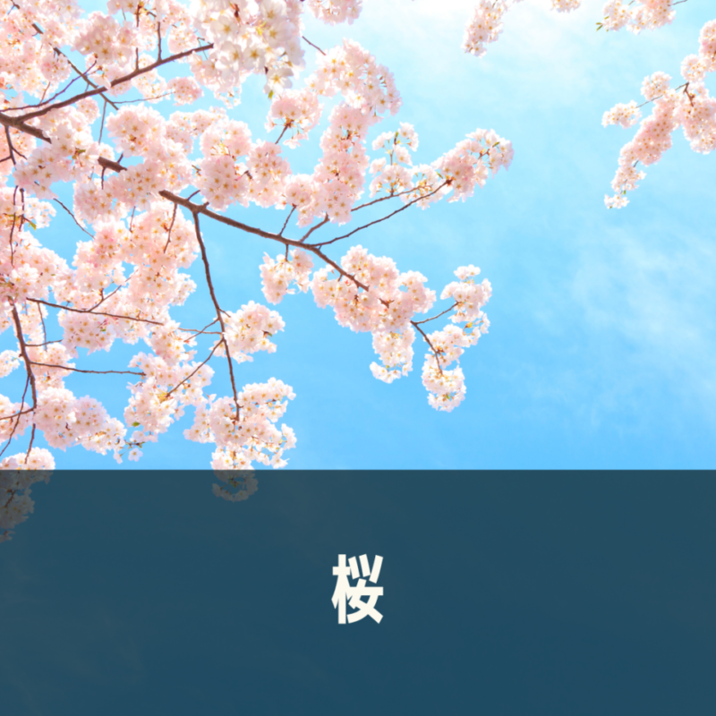 桜の画像
