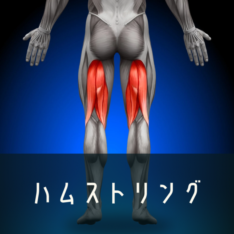 ハムストリングスに関しての画像